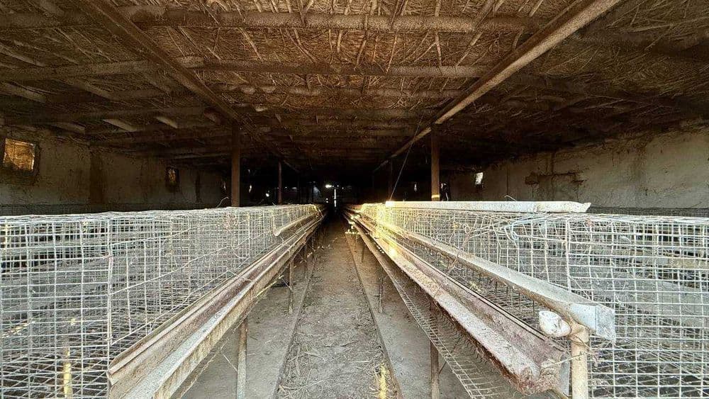 Товукхона, молхона, молбозор ва балик куллари сотилади — 1