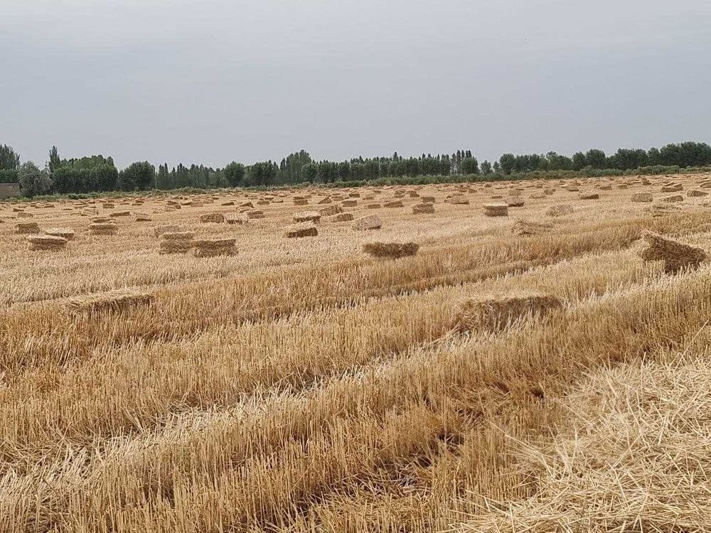 Somon pres va Arpa pres sotiladi Сомон прес ва арпа пресс сотилади — 1