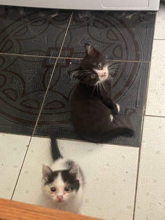 Отдам котят в хорошие руки бесплатно — 1