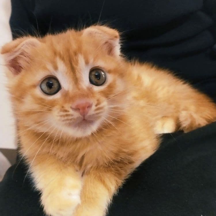 Шотландский висло уха 4месяц кошка. — 1