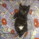 Котята домашние в добрые руки.