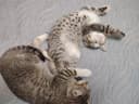 Котята два месяца
