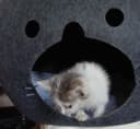 Отдаём котёнка в добрые руки