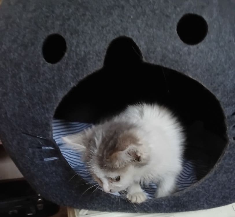 Отдаём котёнка в добрые руки — 1