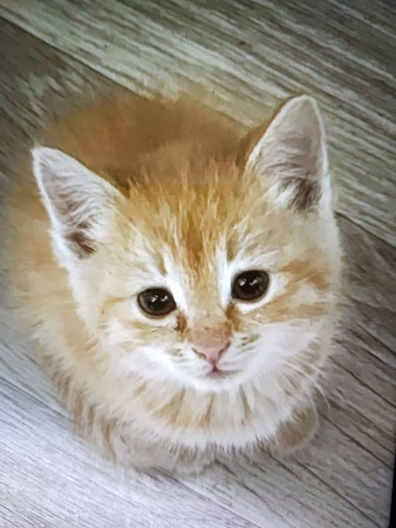 Рыжий котенок в добрые руки. — 1