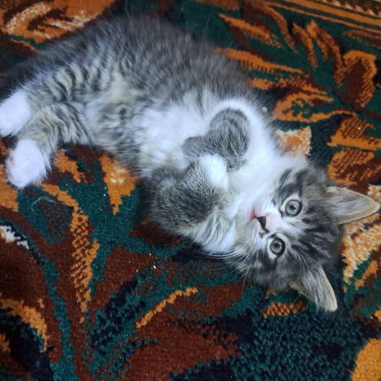 Котята 1.5 месяцев мама страйт — 1