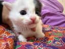 Срочно ищут дом малюсенькие котята!