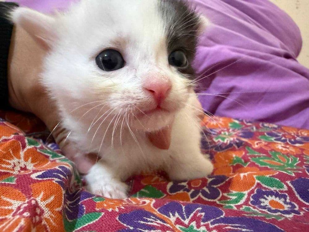 Срочно ищут дом малюсенькие котята! — 1