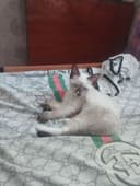 Котята объявления