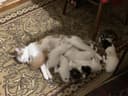 Белоснежные котята