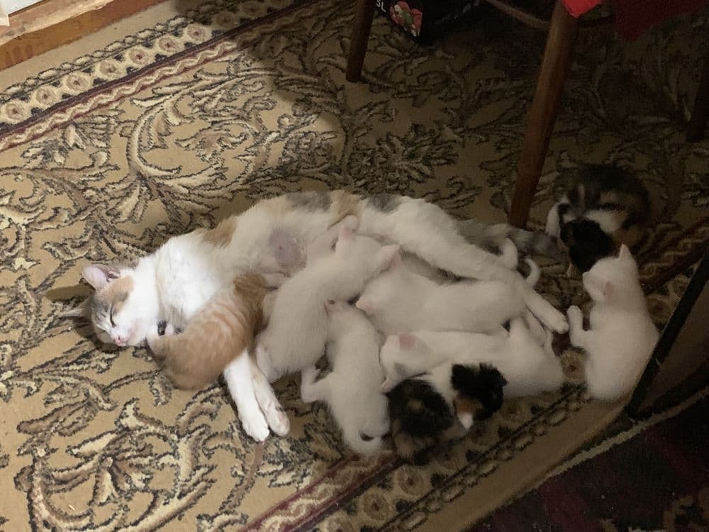 Белоснежные котята — 1