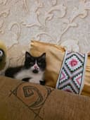 Котенок мальчик домашний
