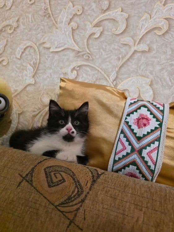 Котенок мальчик домашний — 1