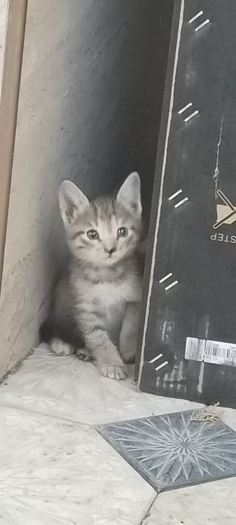 Продаются домашние котята миленькие не больные — 1