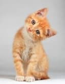Рыжий котёнок домашние не больные