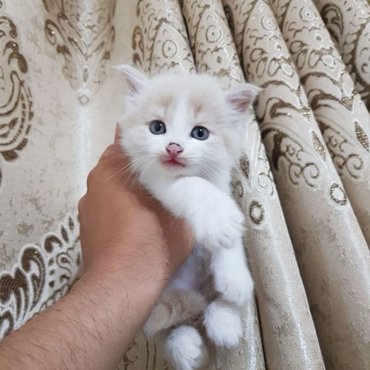 Скоттиш фолд гибрид — 1