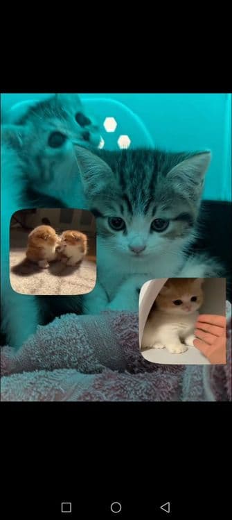 Шотландские котята — 1