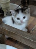 Котята продаються