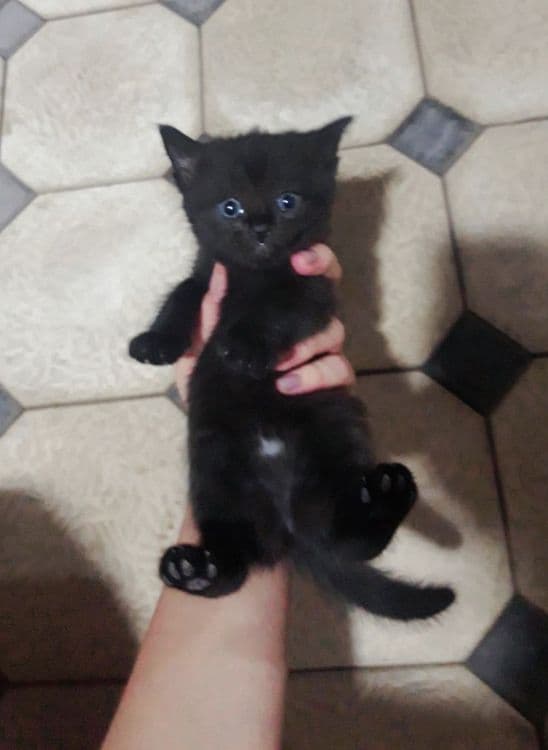Милое Кошки 1 месят — 1