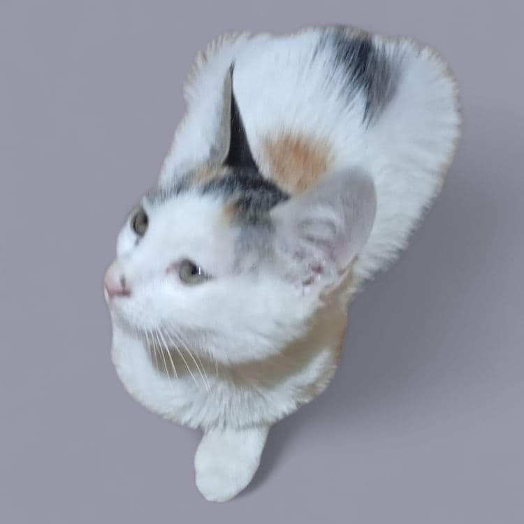 Продам кошечку на счастье — 1