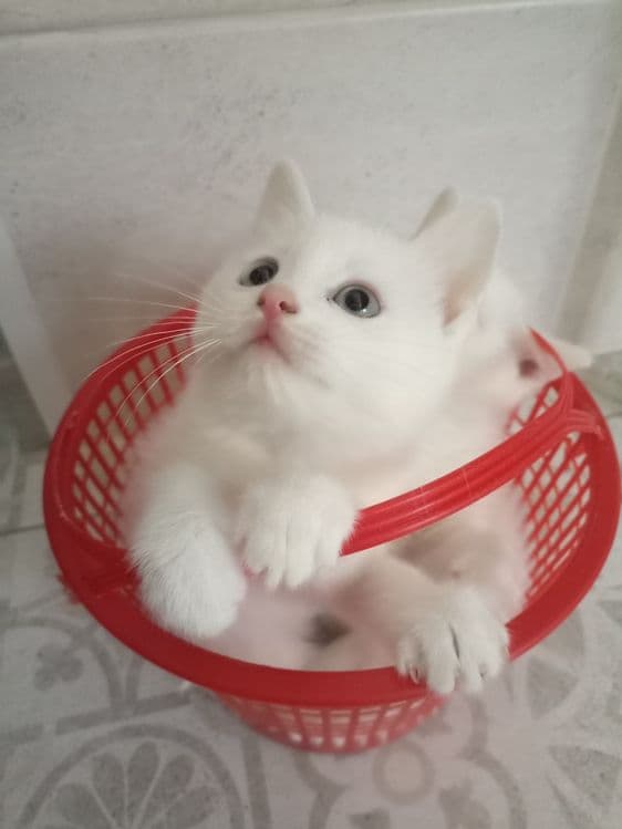 Белые котята 2 месяца — 1