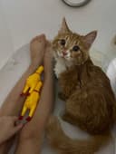 Кошечка в добрые руки