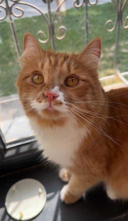 Отдам котенка в добрые руки — 1