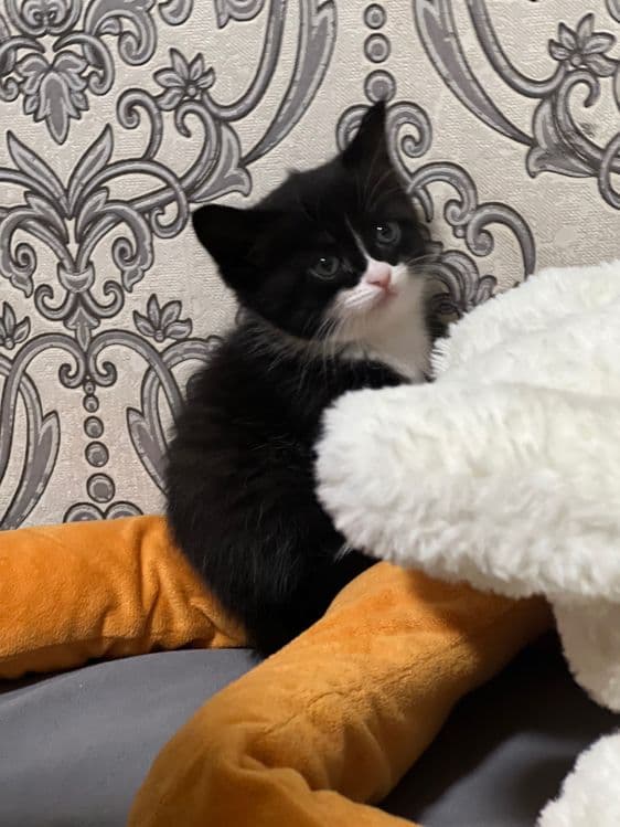 Шустрый котенок 1 месяц. — 1