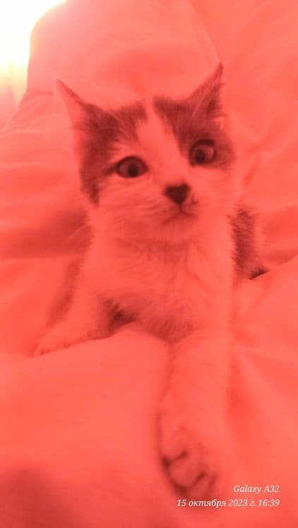 Котёнок милейший — 1