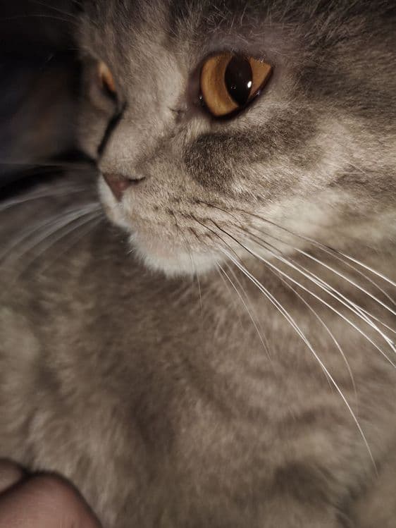 Кошка Скот-Шолд ПРОДАЁТСЯ — 1