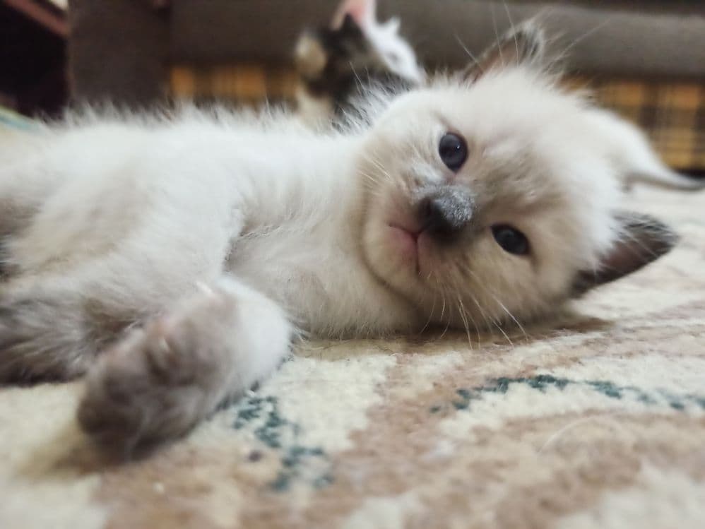 Котята недорого. — 1