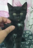 Котята от породистых родителей Скоттиш-фолд и Скоттиш-страйт