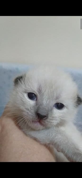 Недорого котята. — 1