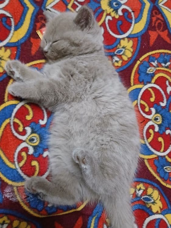 Damashni toza mushuk — 1