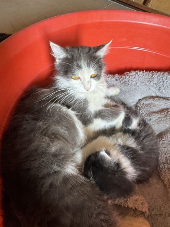 Котята турецкой ангоры, отдадим в хорошие руки — 1