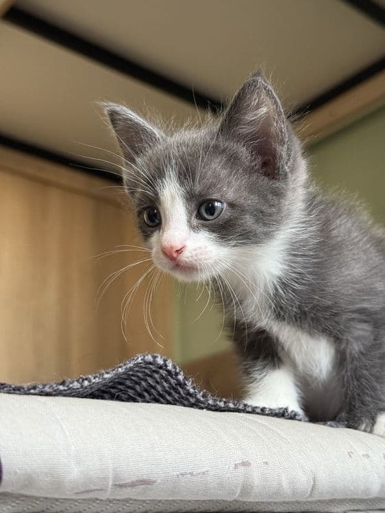 Домашние котята в добрые руки — 1