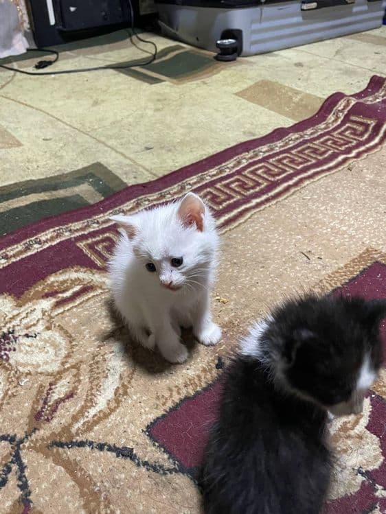 Котята в добрые руки — 1
