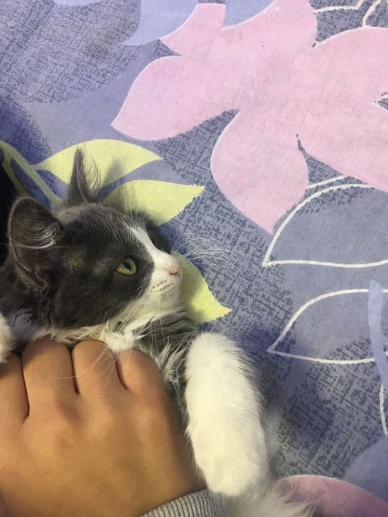 Срочно продаю котенка!!! Длинношёрстный Страйт — 1