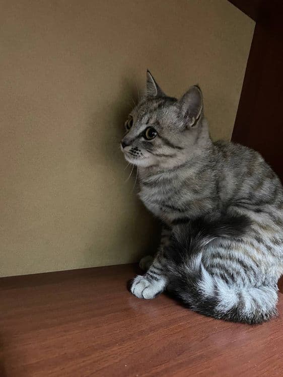 Кошка чистая аккуратная — 1