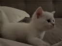 Белые котята сибирской кошки