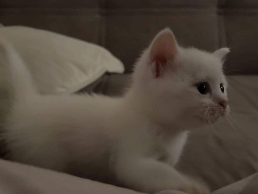 Белые котята сибирской кошки — 1