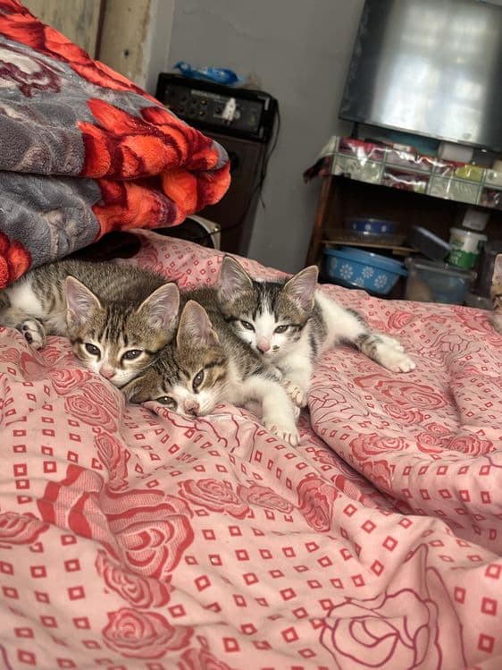 Продам котят на половину породистые — 1