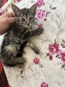 Mushuk bolasi 1yarm oyli