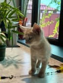 Продам котят домашних остался рыжий и разноцветный раскрас