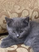 Плюшевые шотландские котята (Скоттиш-страйт) Голубой окрас
Продаютс