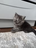 Продаю породистых котят скотиш страйт. .