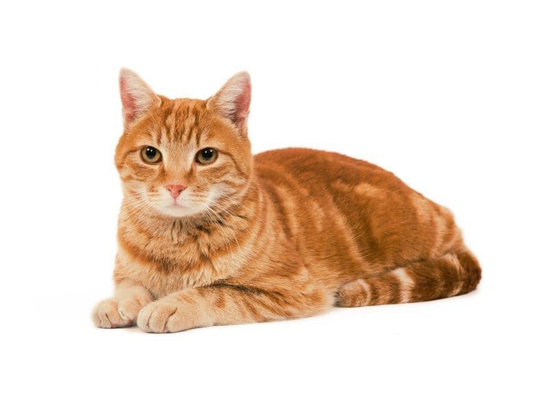 Продам рыжий кот — 1