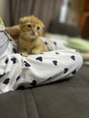 Рыжий вислоухий котенок