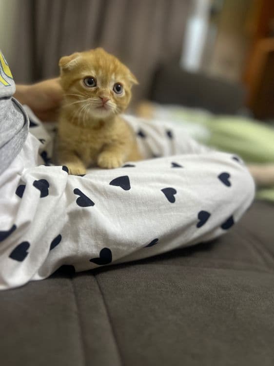 Рыжий вислоухий котенок — 1