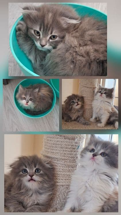 Продаются котята — 1